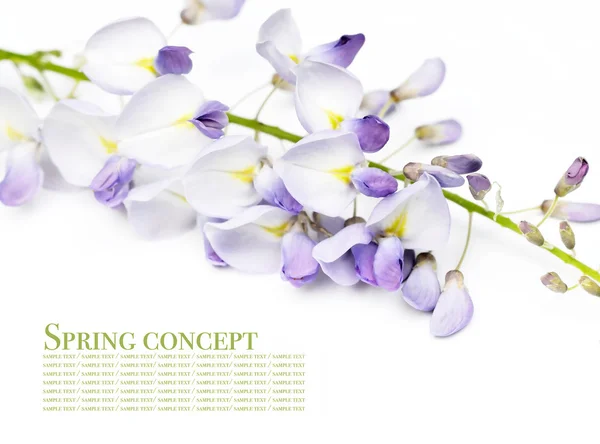 Flora against white background. — Stock Photo, Image