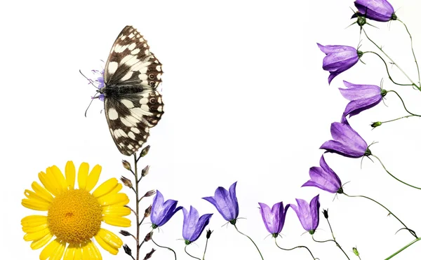 春天的概念。蝴蝶和植物区系白色背景. — 图库照片