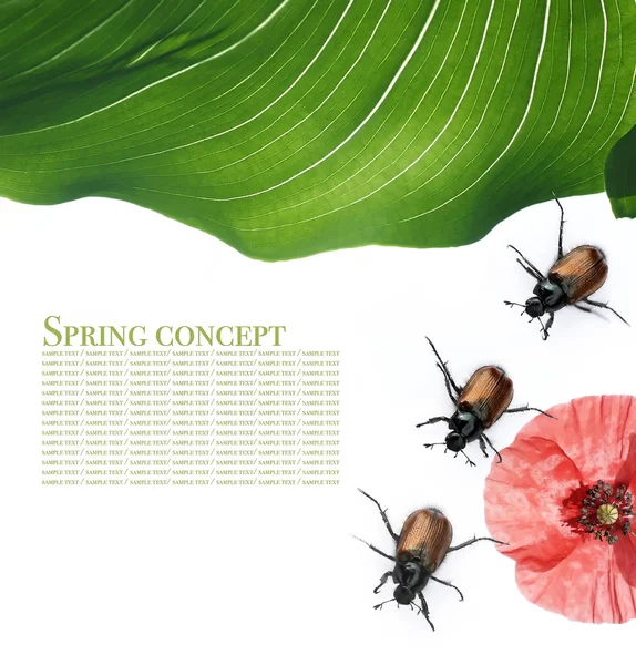 Frühlingskonzept. Flora und Käfer vor weißem Hintergrund. — Stockfoto