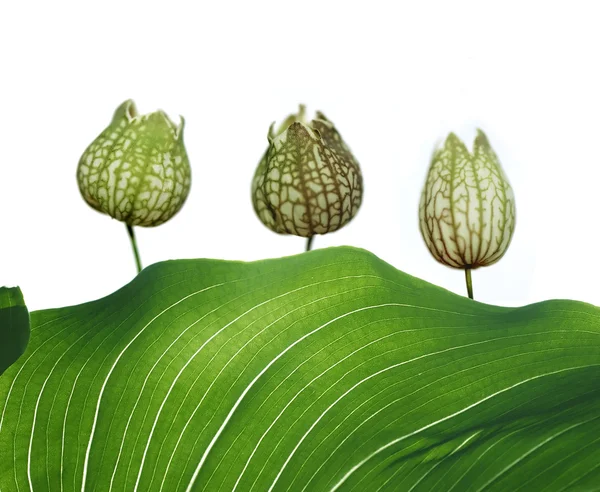 Jarní koncept. rostliny proti Bílému pozadí. — Stock fotografie