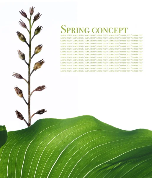 Frühlingskonzept. Flora vor weißem Hintergrund. — Stockfoto