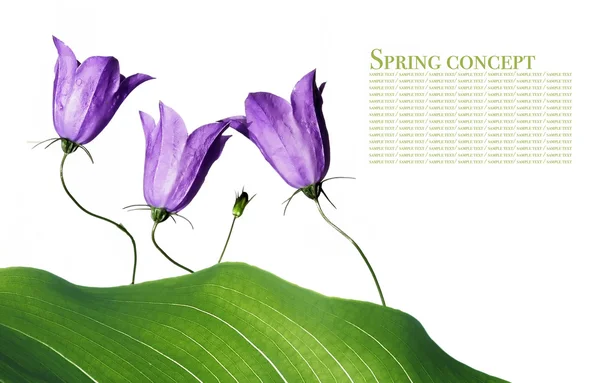 Tavaszi koncepció. Flora fehér háttér. — Stock Fotó