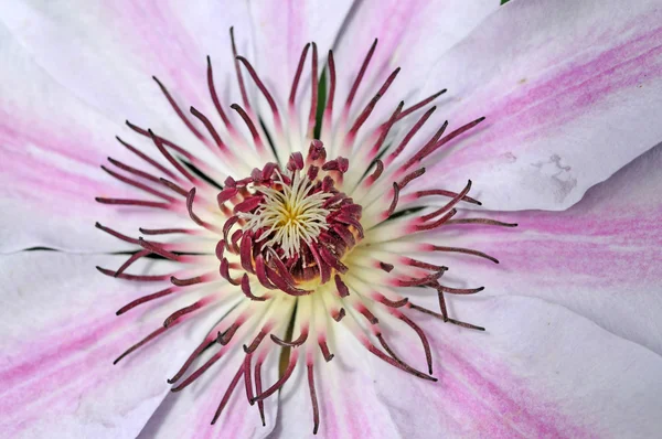 Spring flora up close — Stock Photo, Image