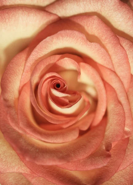 Close-up of a beautiful rose — Stock Photo, Image