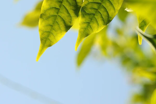 Folhas de primavera verdes contra o céu azul — Fotografia de Stock