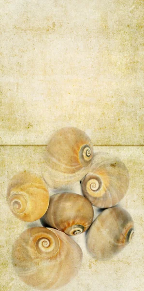 달팽이의 클로즈업과 텍스트 위한 공간을 많이와 밝은 갈색 배경 이미지 — 스톡 사진