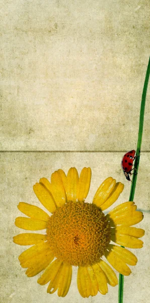 Mooie achtergrondafbeelding met florale elementen en lieveheersbeestje. zeer nuttig ontwerpelement. — Stockfoto