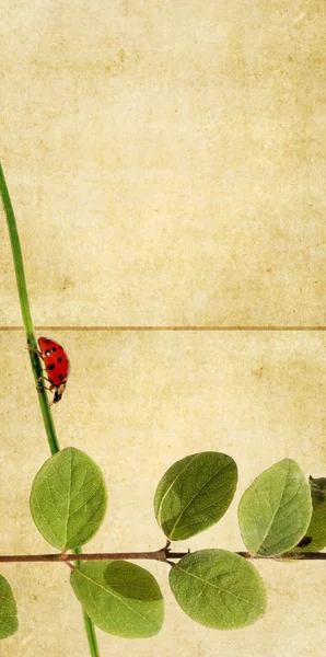 花の要素とテントウムシと素敵な背景イメージです。非常に便利なデザイン要素. — ストック写真