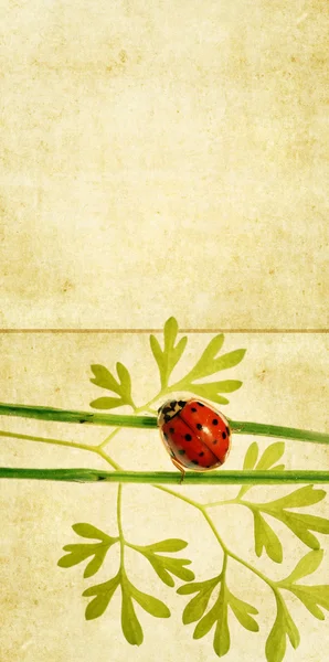 Lovely background image with floral elements and ladybird. very useful design element. — Stock Photo, Image