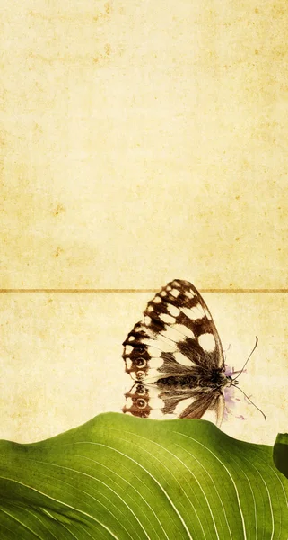 Mooie achtergrondafbeelding met florale elementen en vlinder. zeer nuttig ontwerpelement. — Stockfoto