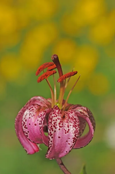 stock image Flora background