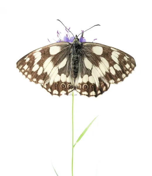 Frühlingskonzept. Schmetterling und Flora vor weißem Hintergrund. — Stockfoto