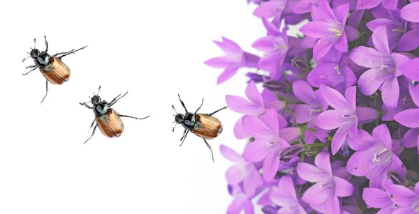 Флора і жуки на білому тлі. корисний елемент дизайну — стокове фото