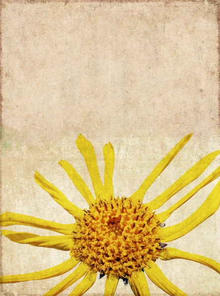 Schöne bunte Hintergrundbild mit floralen Elementen. Nützliches Gestaltungselement. — Stockfoto