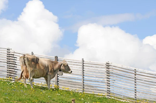 Prado verde com vacas — Fotografia de Stock