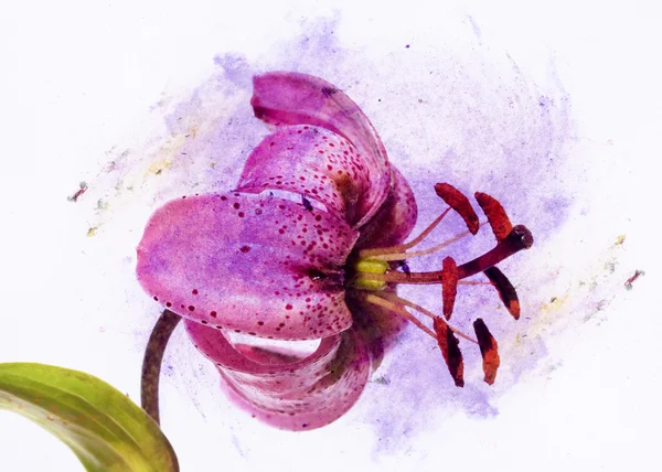 사랑 스러운 꽃 배경과 디자인 요소 — 스톡 사진