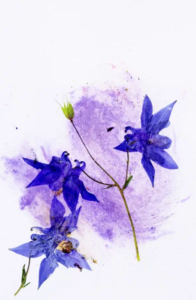 Kleurrijke illustratie met florale elementen. nuttige ontwerpelement. — Stockfoto