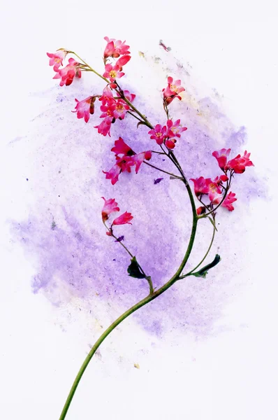 Барвисті ілюстрації з квітковими елементами. корисний елемент дизайну . — стокове фото