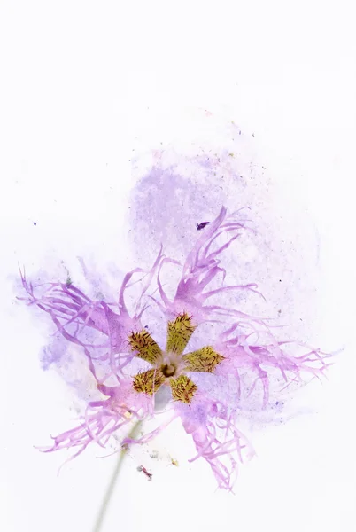 꽃 요소와 화려한 그림입니다. 유용한 디자인 요소. — 스톡 사진