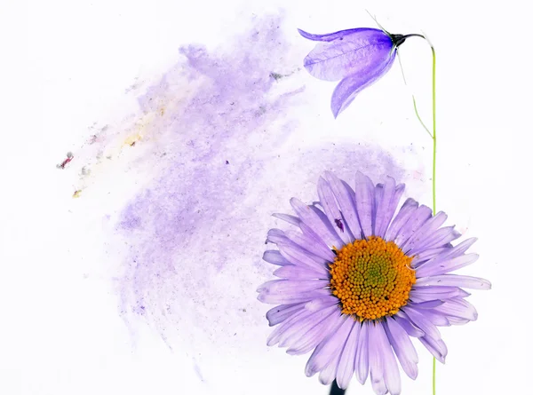 Renkli resimde çiçek öğeleri ile. kullanışlı tasarım öğesi. — Stok fotoğraf