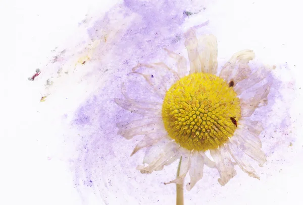 花の要素とカラフルなイラストです。便利なデザイン要素. — ストック写真