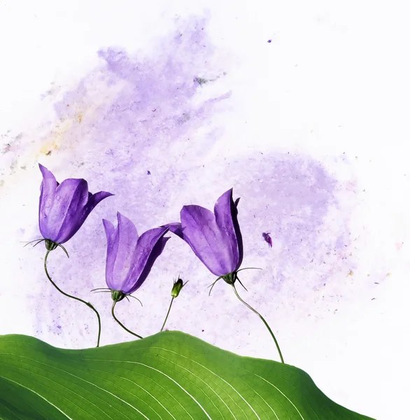 Kleurrijke illustratie met florale elementen. nuttige ontwerpelement. — Stockfoto