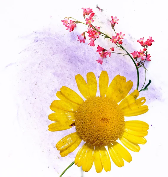 Renkli resimde çiçek öğeleri ile. kullanışlı tasarım öğesi. — Stok fotoğraf