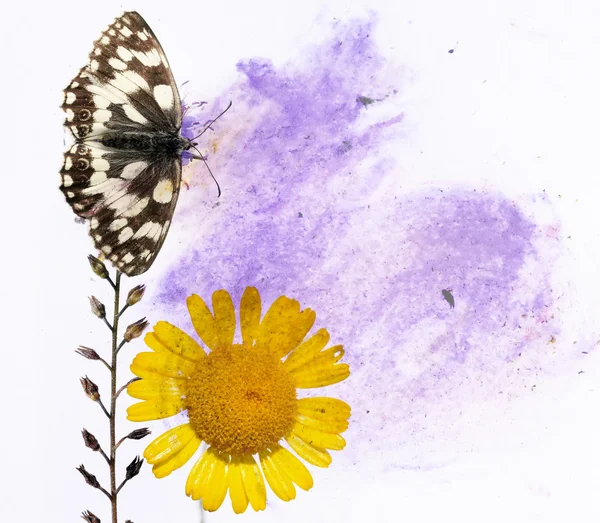 Ilustracja kolorowy kwiatowy elementy i motyl — Zdjęcie stockowe
