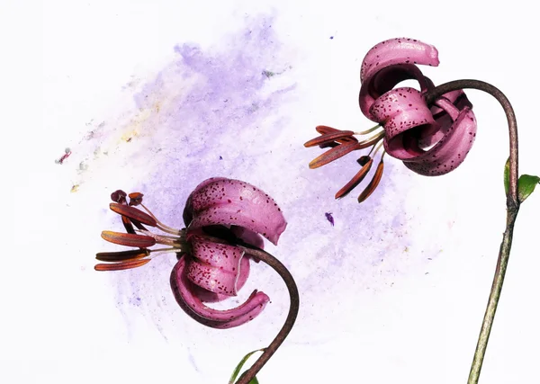 Πολύχρωμη εικονογράφηση με floral στοιχεία. στοιχείο του σχεδιασμού χρήσιμες. — Φωτογραφία Αρχείου