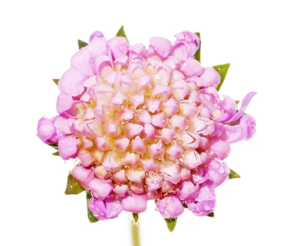 Αφηρημένη εικόνα του ένα ροζ λουλούδι στο νερό που απομονώνονται σε λευκό φόντο — Φωτογραφία Αρχείου