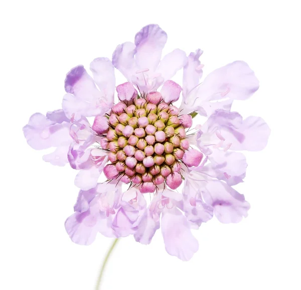 stock image Abstract image of a pink flower in water isolated on white background