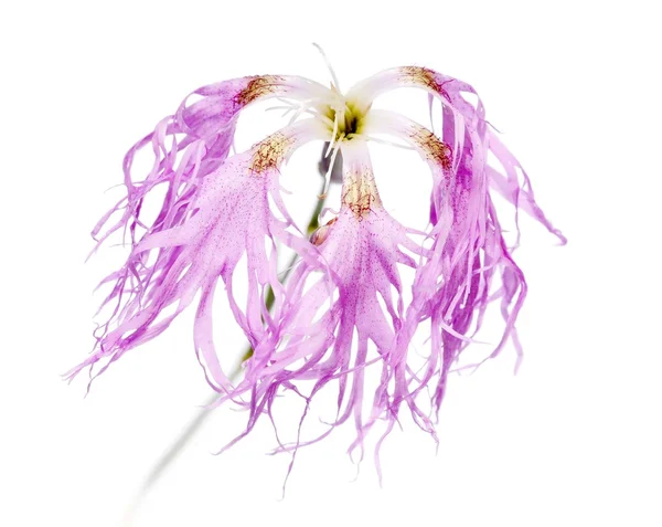Абстрактне зображення рожевої квітки у воді ізольовано на білому тлі — стокове фото