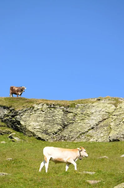 Krowy w Alpach Szwajcarskich — Zdjęcie stockowe