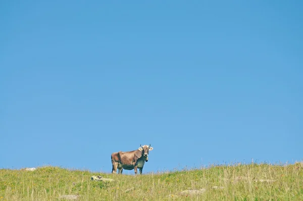 Krowy w Alpach Szwajcarskich — Zdjęcie stockowe