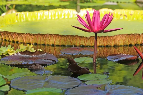 Vznikající lotosové květy — Stock fotografie