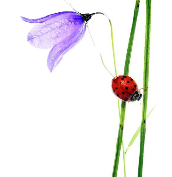 Frühlingskonzept. Flora und Marienkäfer vor weißem Hintergrund. — Stockfoto