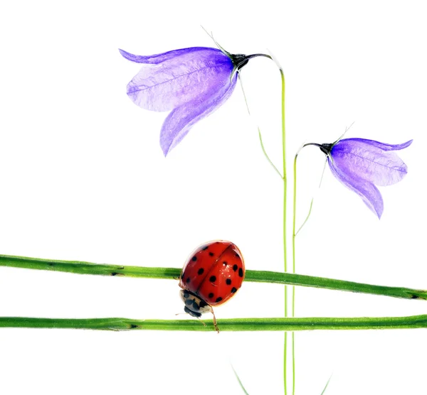 Lente concept. flora en lieveheersbeestje tegen witte achtergrond. — Stockfoto