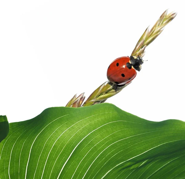 Spring concept. flora and ladybird against white background. — Stock Photo, Image