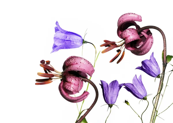 Schöne lila Blüten vor weißem Hintergrund — Stockfoto