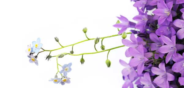 Hermosas flores de color púrpura claro sobre fondo blanco — Foto de Stock