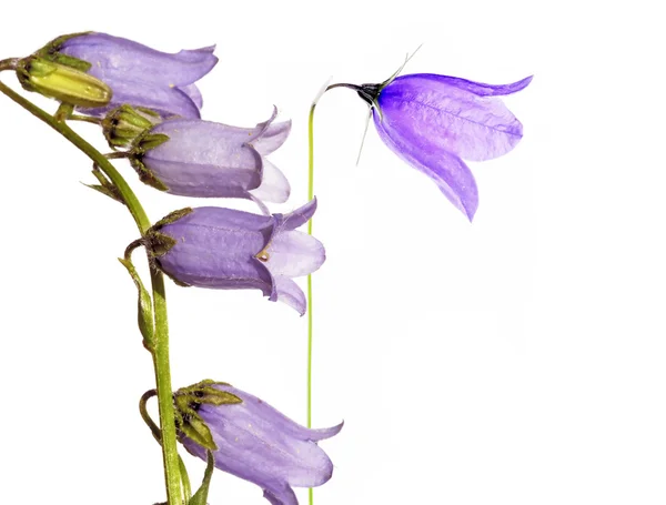 Bellissimi fiori viola chiaro contro sfondo bianco — Foto Stock