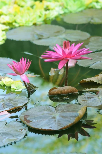 Flores de loto emergentes — Foto de Stock