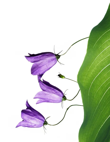 Красивые фиолетовые цветы на белом фоне — стоковое фото