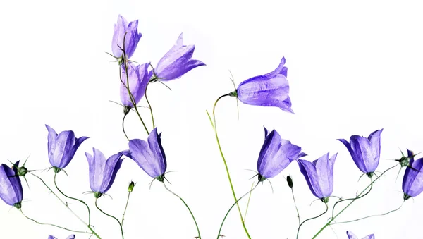 Schöne lila Blüten vor weißem Hintergrund. Nützliches Gestaltungselement. — Stockfoto