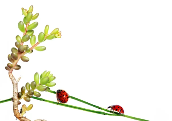 Lady bug på flora mot vit bakgrund — Stockfoto