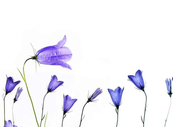 Szép lila virágok fehér háttérrel. hasznos design elem. — Stock Fotó