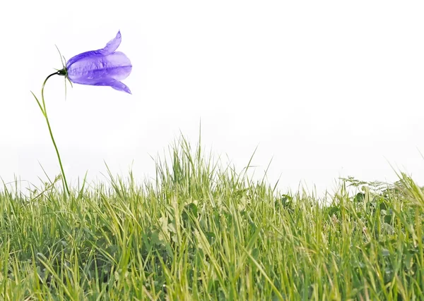 白い背景の美しい紫色の花。便利なデザイン要素. — ストック写真