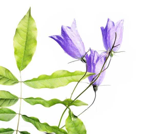 Krásné fialové květiny proti Bílému pozadí. užitečné designový prvek. — Stock fotografie