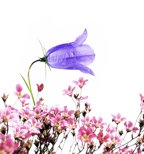 Piękne fioletowe kwiaty na białym tle. element projektu przydatne. — Zdjęcie stockowe