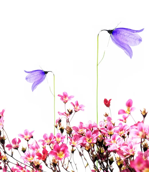 Όμορφα μωβ λουλούδια λευκό φόντο. στοιχείο του σχεδιασμού χρήσιμες. — Φωτογραφία Αρχείου